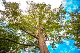 Leaf Removal in Wesleyville, PA