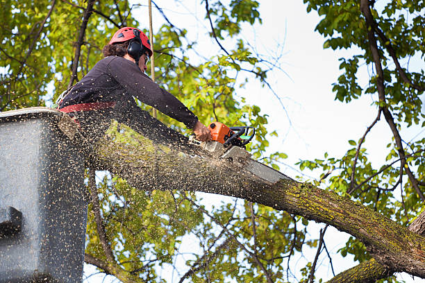 Why Choose Our Tree Removal Services in Wesleyville, PA?